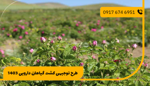 طرح توجیهی کشت گیاهان دارویی 1403