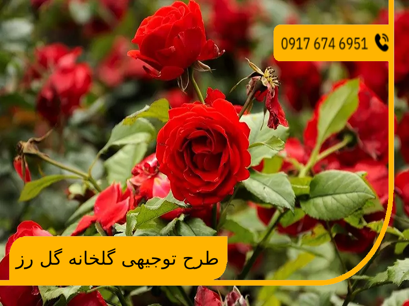 طرح توجیهی گلخانه گل رز