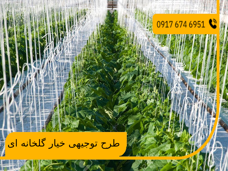 طرح توجیهی خیار گلخانه ای