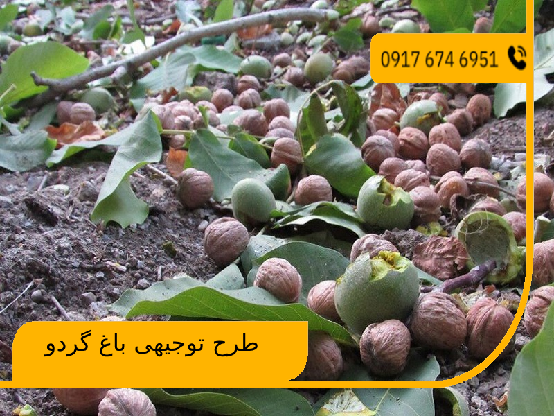 طرح توجیهی باغ گردو