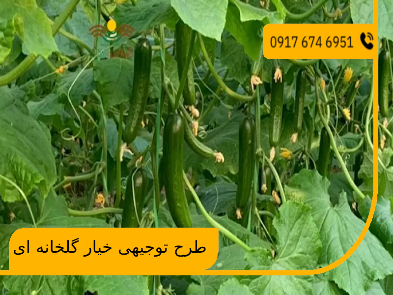 طرح توجیهی خیار گلخانه ای