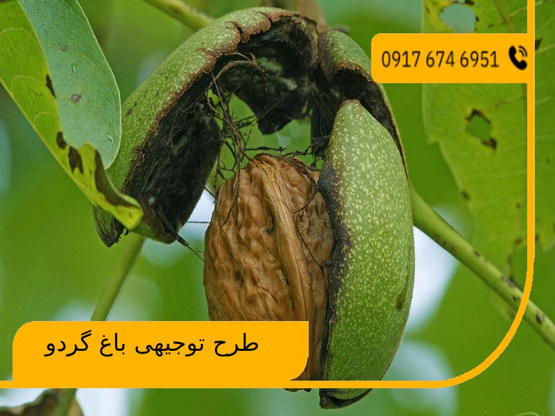 طرح توجیهی باغ گردو