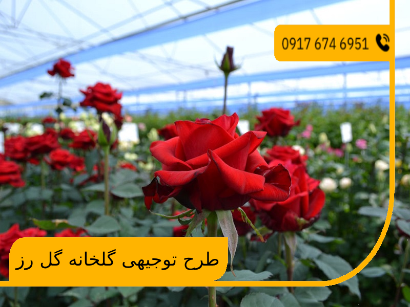 طرح توجیهی گلخانه گل رز