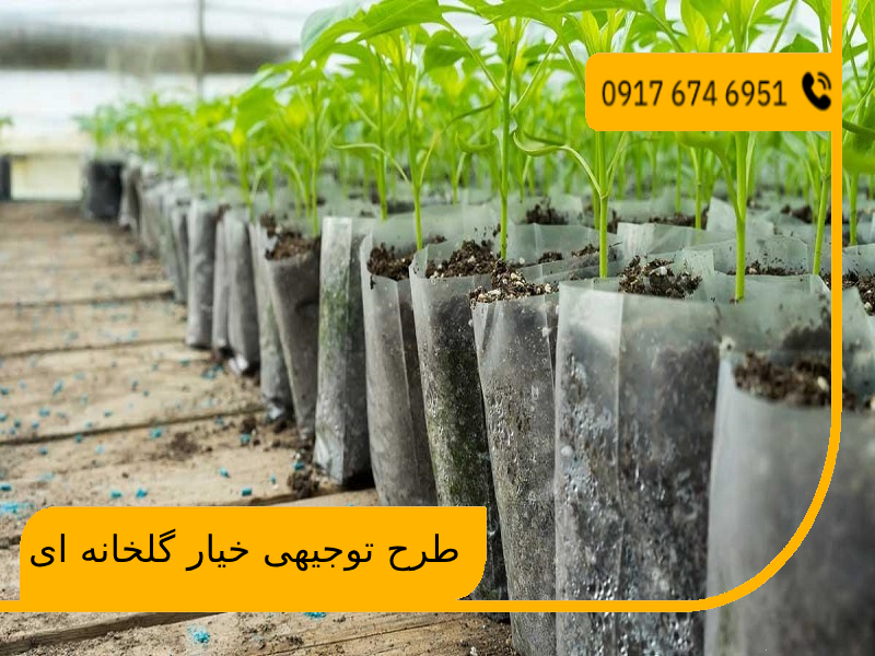 طرح توجیهی خیار گلخانه ای