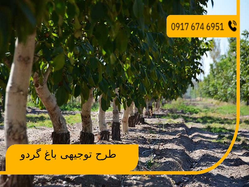 طرح توجیهی باغ گردو