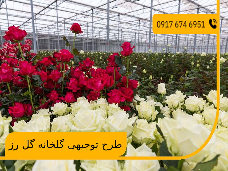 طرح توجیهی گلخانه گل رز