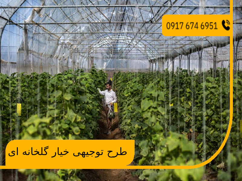 طرح توجیهی خیار گلخانه ای