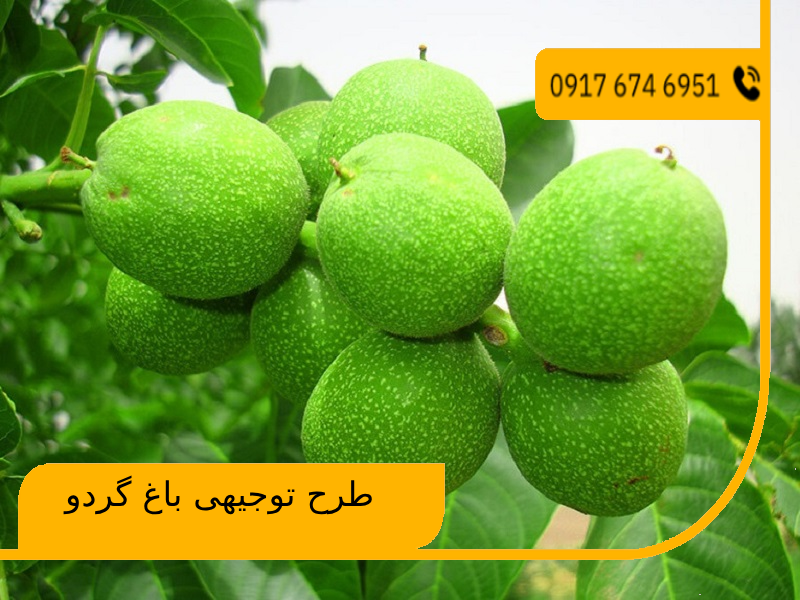 طرح توجیهی باغ گردو