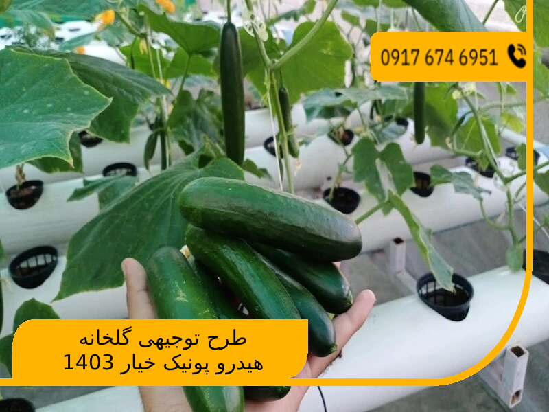 طرح توجیهی گلخانه هیدرو پونیک خیار 1403